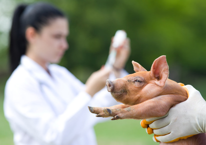 Antibiotika bei der Tierzucht